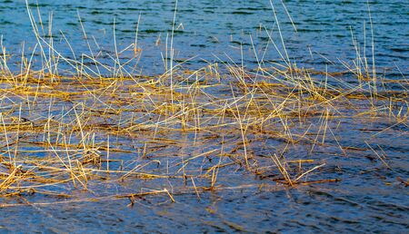 Dry reeds on the surface of the water in the lake.