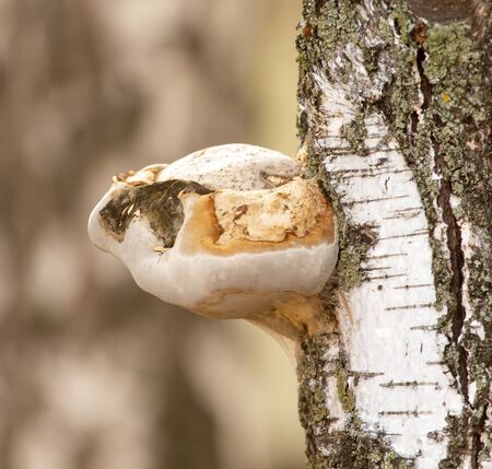The mushroom grows on the birch bark.