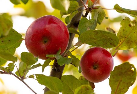 Red apples on tree branches in the fall.