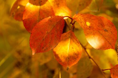 Red leaves on a birch tree in the fall.