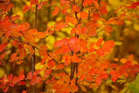 Red leaves on a birch tree in the fall.