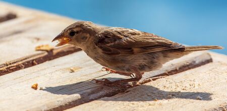 Sparrow on a wooden board on the nature.の写真素材