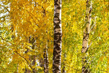 Birch in yellow colors in the fall.の写真素材