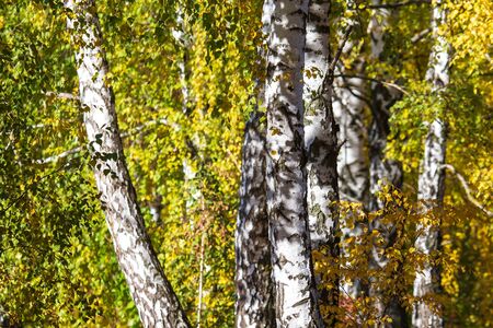 Birch in yellow colors in the fall.