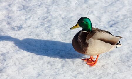 Duck on the snow in winter .の写真素材