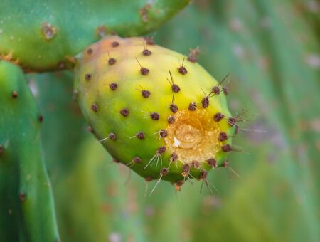 Fruits on a cactus in nature. Opuntia