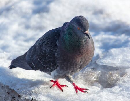 Dove in the snow in winter .の写真素材