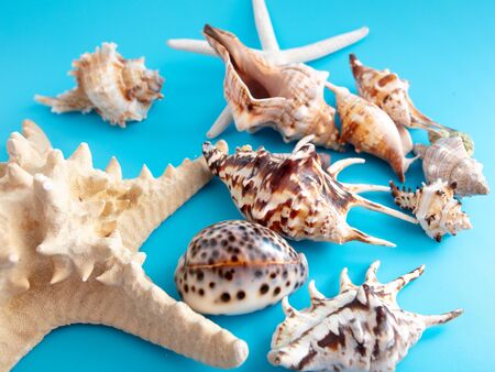 Sea shells and mollusks on a blue background.