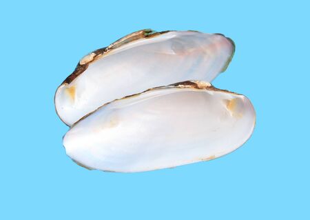 Sea shells and mollusks on a blue background.