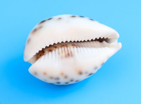 Sea shell isolated on a blue background.