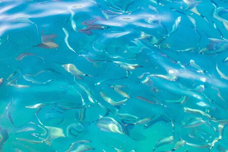 Fish in the blue water of the sea as a background.の写真素材