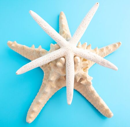Sea shell of a star on a blue background.