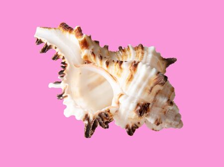 Sea shell isolated on a pink background.の写真素材