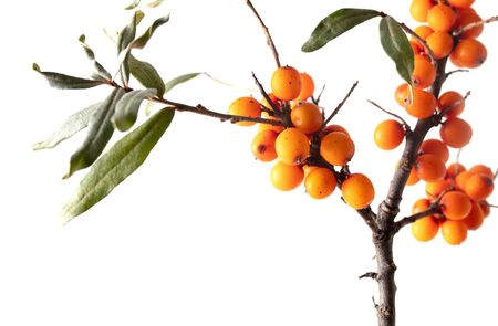 Sea buckthorn berries on a branch isolated on a white background.の写真素材