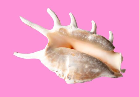 Sea shell isolated on a pink background.の写真素材