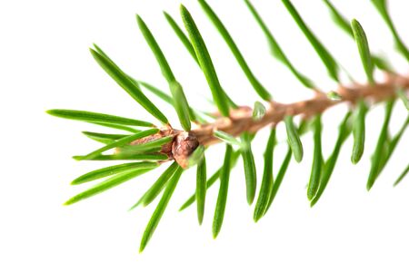Green needles on a Christmas tree branch isolated on a white background.の写真素材