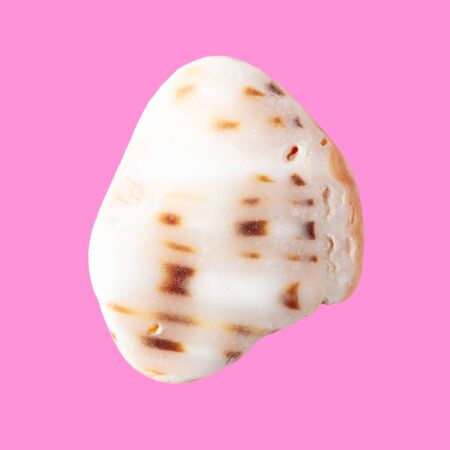 Sea stone from shell isolated on pink background.