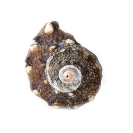 Sea shell isolated on a white background.の写真素材