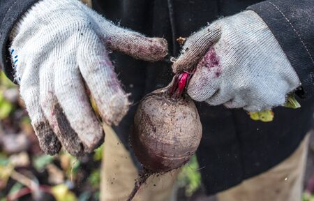 Harvest of red beets in the hands of a farmer in the garden.の写真素材