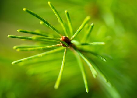 Green needles on a Christmas tree branch. Macro
