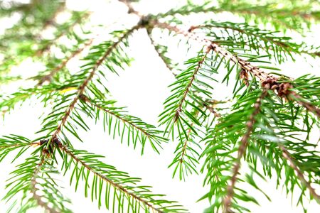 Green needles on a Christmas tree branch isolated on a white background.