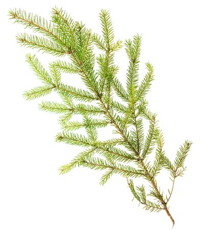 Green needles on a Christmas tree branch isolated on a white background.の写真素材