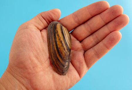 Sea shell in hand isolated on a blue background.の写真素材