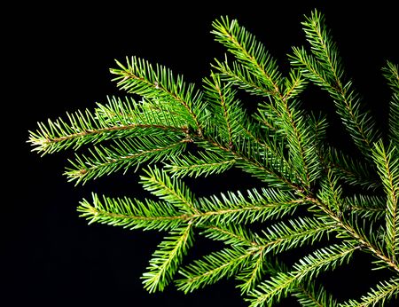 Green needles on a Christmas tree branch isolated on a black background.