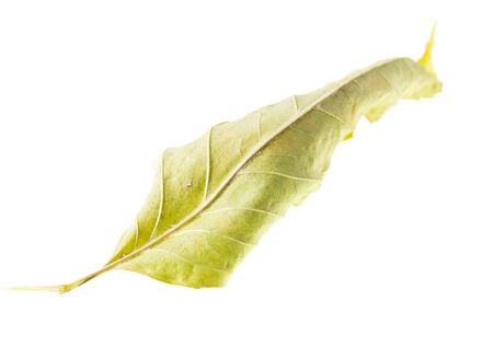 Dry autumn leaf isolated on a white background.の写真素材