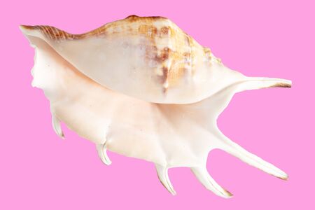 Sea shell isolated on a pink background.の写真素材