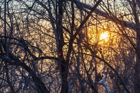 Tree branches in the snow at dawn of the sun in winter.の写真素材