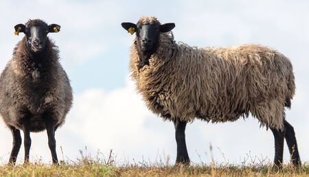 Sheep graze in the meadow.の写真素材