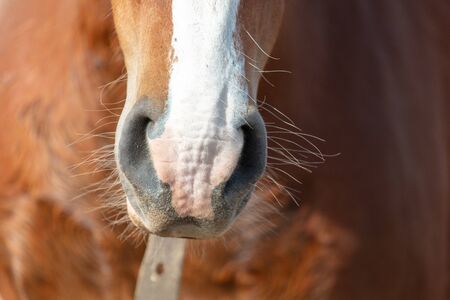 The nose of the horse.の写真素材