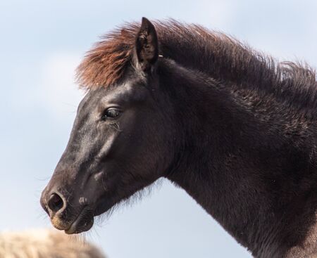 Portrait of a horse in a pasture.の写真素材