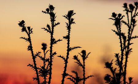 Plants in the field at sunset.の写真素材