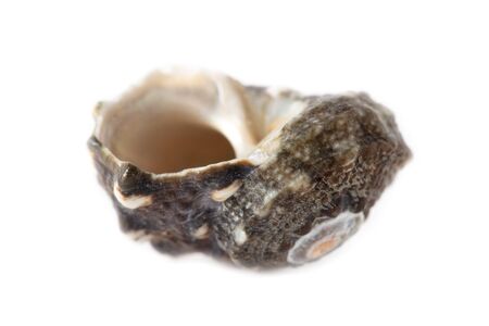 Sea shell isolated on a white background.