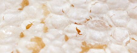 Bee honey in honeycombs as a background. Macroの写真素材