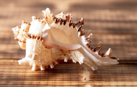 Sea shell on a wooden background.