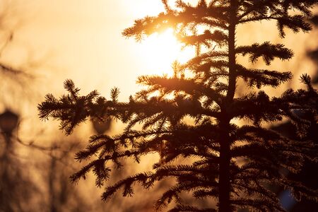 Branches on a conifer at dawn in winter.の写真素材
