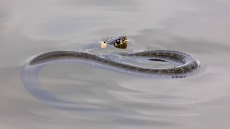 A snake swims in the expanse of water.