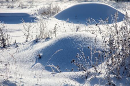 Frozen grass in the snow in winter.