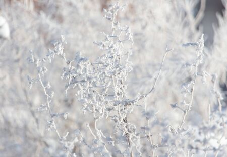 Frozen grass in the snow in winter.の写真素材