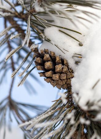 A cone on a conifer in the winter.の写真素材