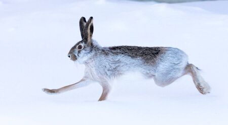 Wild hare in the snow in winter.の写真素材