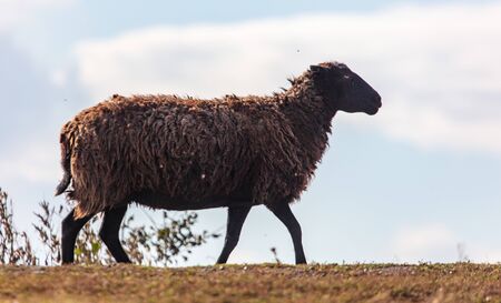 Sheep graze in the meadow.の写真素材