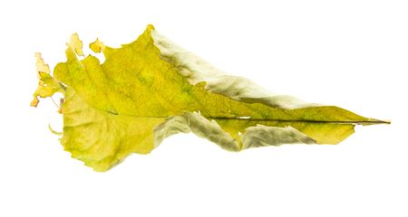 Dry autumn leaf isolated on a white background.の写真素材