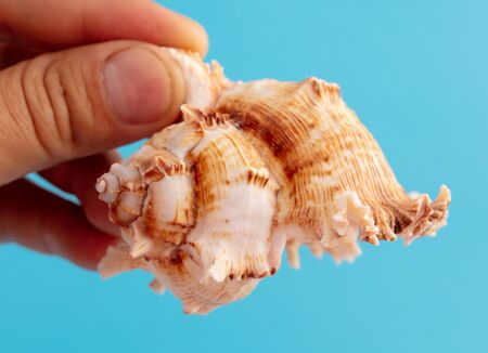 Sea shell in hand isolated on a blue background.