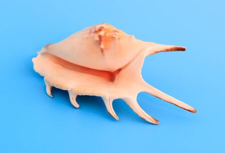 Sea shell isolated on a blue background.