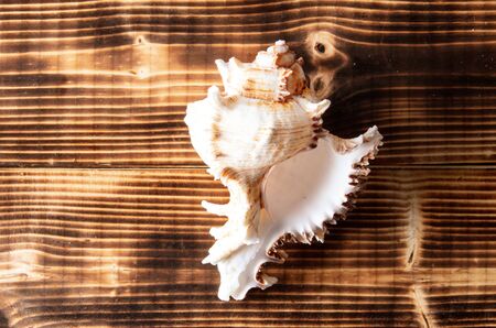 Sea shell on a wooden background.の写真素材