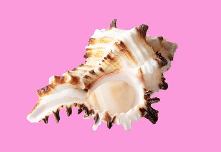 Sea shell isolated on a pink background.
